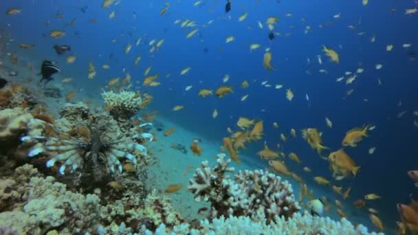 Tropical Coral and Lion-Fish — ストック動画