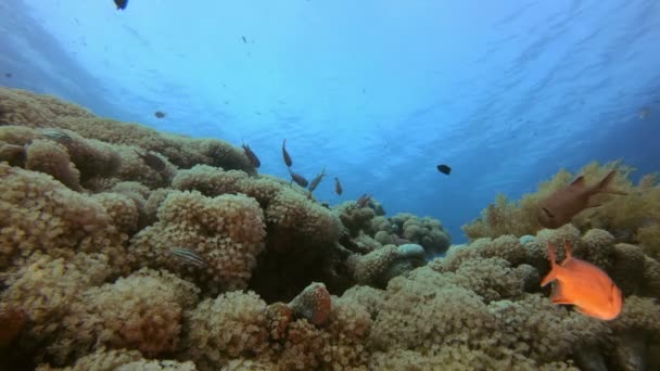 Tropisches Korallenriff — Stockvideo
