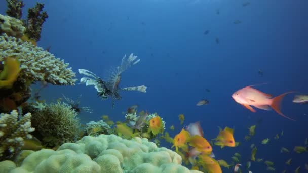 Recifes de Coral Tropicais Lion-Fish — Vídeo de Stock