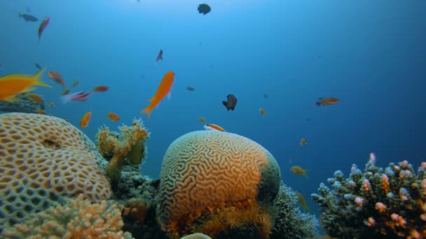 Ambiente submarino colorido tropical — Vídeo de stock