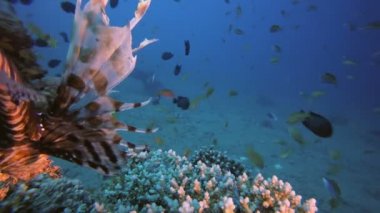 Tropik Renkli Aslan Balığı