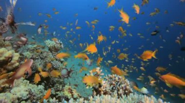 Deniz yaşamı ve aslan balığı.