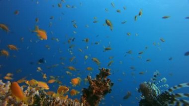 Aslan-Balık ve Renkli Tropikal Balıklar