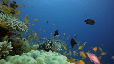 Colourful Lionfish Coral Reef Tropical Sea