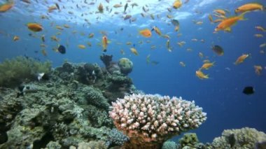 Renkli Ambience Balığı