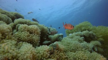 Güzel Su altı Renkli Yaşam