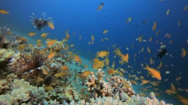 Güzel Mercan Bahçesi ve Aslan Balığı