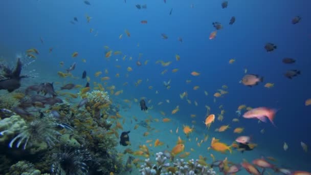 Tropikal Arka Plan Balık — Stok video