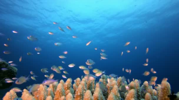 Sea World Life Peces azules y verdes — Vídeo de stock