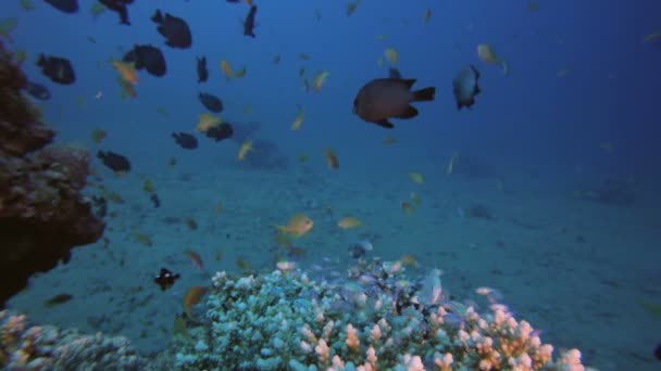 Drei-Punkte-dascyllus und blau-grüne bunte Fische — Stockvideo