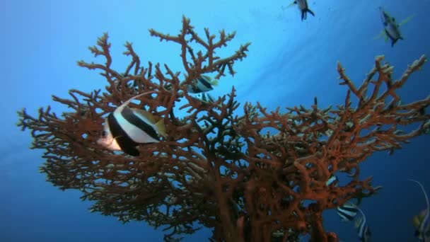 Escena de escolarización de peces bajo el agua — Vídeos de Stock