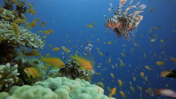 Mar Rojo León pescado — Vídeos de Stock