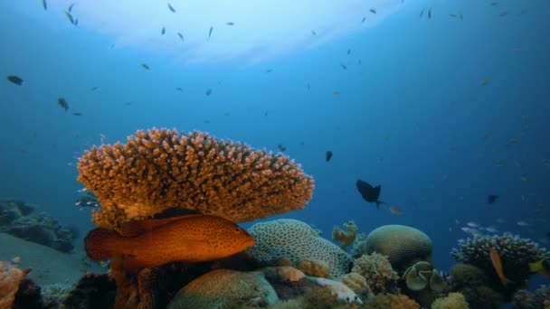 Jardín marino submarino de peces tropicales — Vídeos de Stock