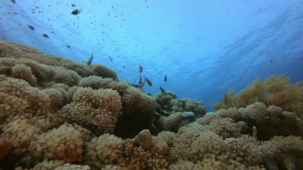 Escena marina del arrecife — Vídeo de stock