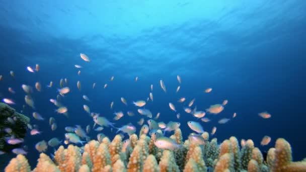 Vida marina Blue-Green Fish — Vídeo de stock