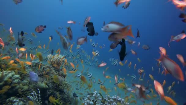 Vida marina Escena de peces — Vídeos de Stock