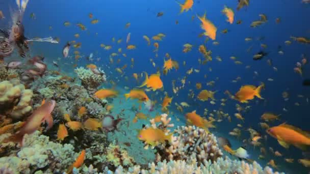 Marine Life and Lion-Fish — ストック動画