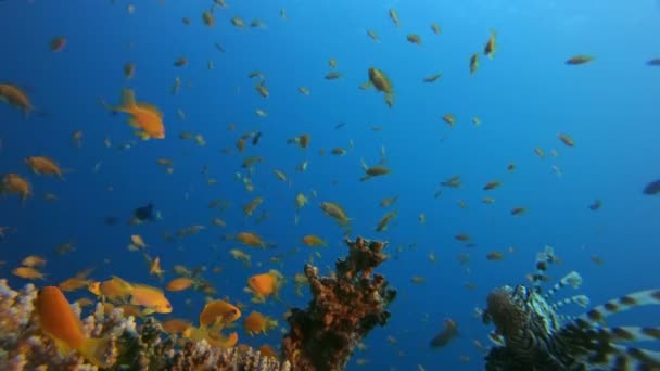 Lejonfisk och färgglada tropiska fiskar — Stockvideo