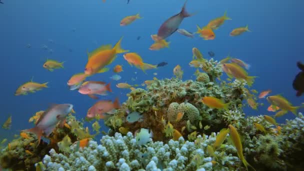 Vida marinha Tropical Fish Garden — Vídeo de Stock