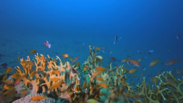 Огненные кораллы и оранжевые рыбы — стоковое видео