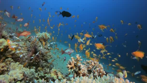 Coral Reef with Lion-Fish — ストック動画