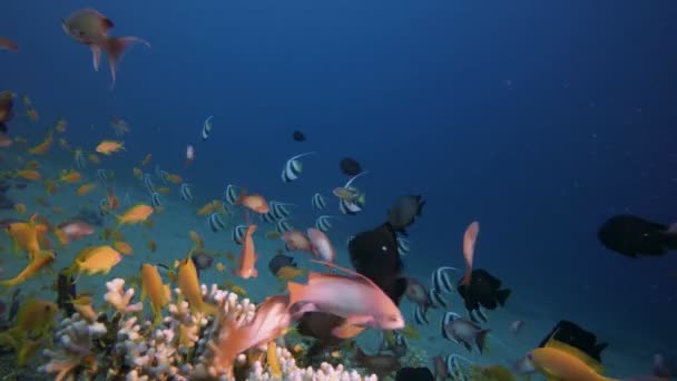 有活泼鱼类的珊瑚花园 — 图库视频影像