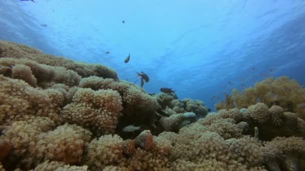 Arrecife de coral marino — Vídeo de stock