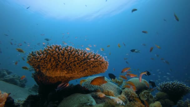 Escena colorida del arrecife tropical — Vídeo de stock