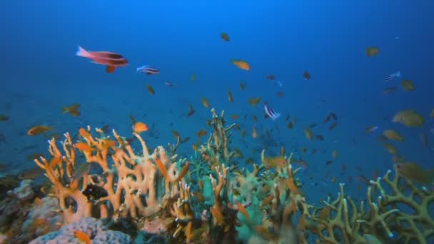 Peces coloridos y coral de fuego — Vídeo de stock
