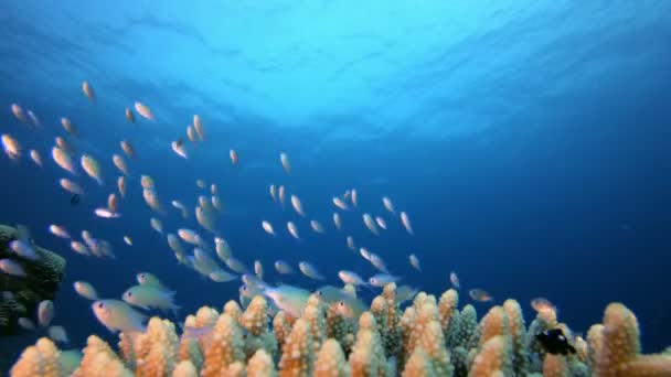Blue-Green Fish Scene Coral Reef — Stock Video