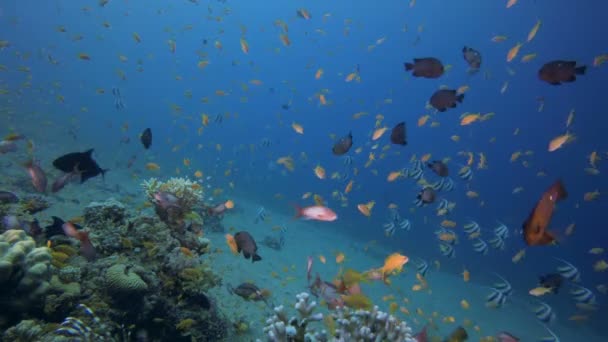 Fundo azul com Escola de Peixes — Vídeo de Stock