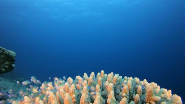 Bonito jardim de coral tropical — Vídeo de Stock