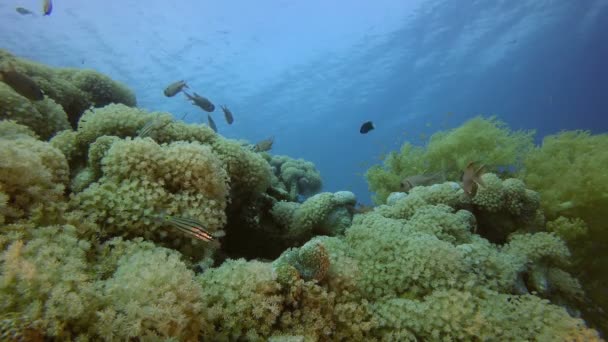 Schöne bunte Unterwasserwelt — Stockvideo