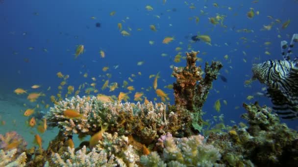 Hermosa escena Lion-Fish — Vídeo de stock