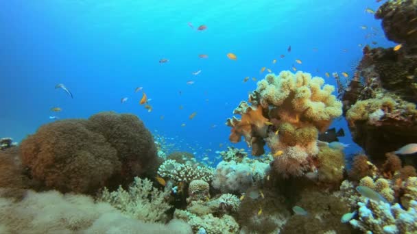 Coral Reefs Seascape — Stock Video