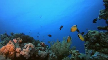 Balık Resifi Denizcisi