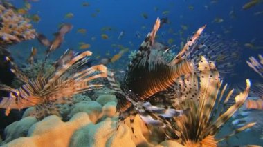 Deniz Hayatı Aslan Balığı