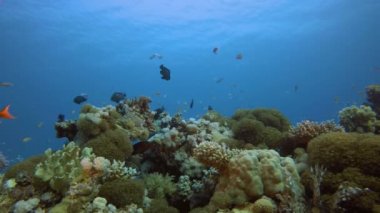 Deniz Tropikal Sualtı Balık Bahçesi