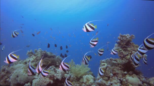 Θαλάσσιο τοπίο κοραλλιογενών υφάλων — Αρχείο Βίντεο
