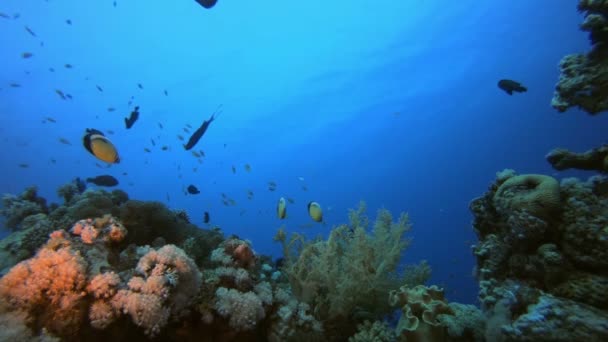 Fische und Korallen — Stockvideo