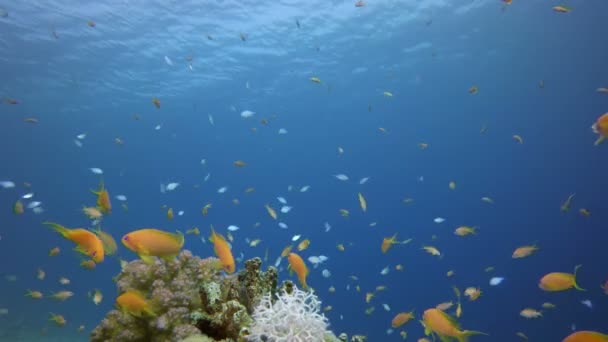 Água do mar azul de peixe — Vídeo de Stock