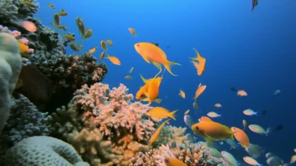 Vida colorida de peces — Vídeos de Stock