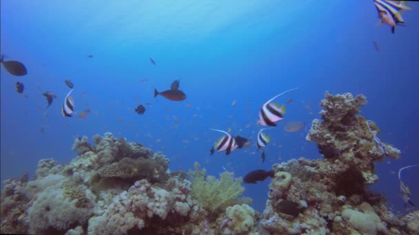 Jardín de coral de arrecife — Vídeo de stock