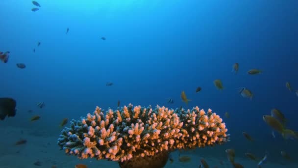 Сцена коралловых рифов — стоковое видео