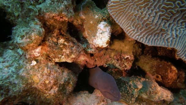 Red Sea Giant Moray — Stok video