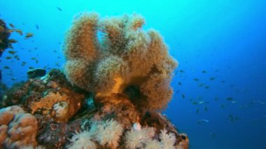 Yumuşak Mercan Mavi Su