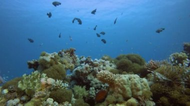 Yumuşak Sert Mercanlar Renkli Balıklar