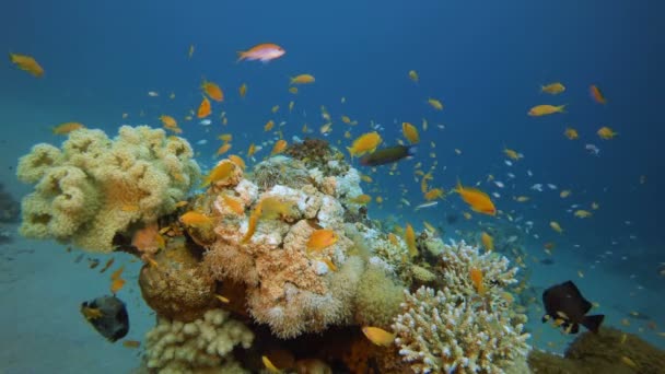 Reef Marine Scene en een duiker — Stockvideo