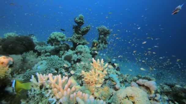 珊瑚礁场景 — 图库视频影像
