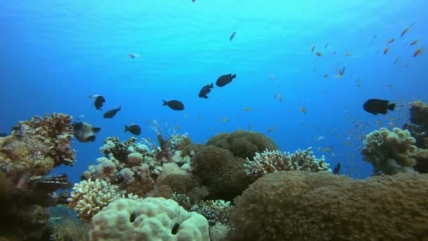 珊瑚礁景观珊瑚及鱼类 — 图库视频影像